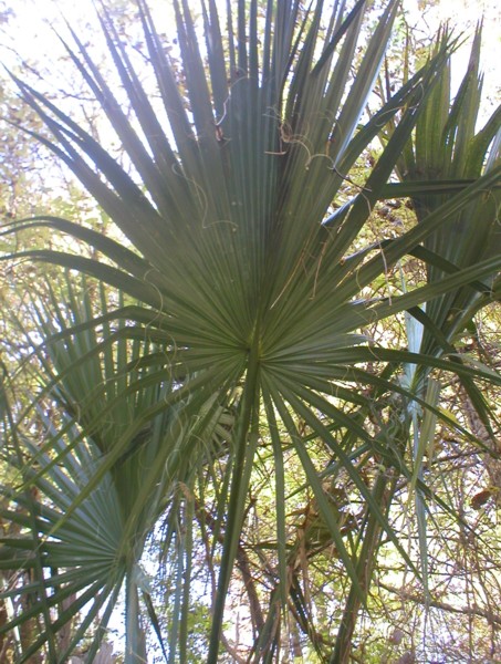 large fronds2.JPG